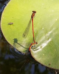 High angle view of dragonfly on lake