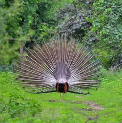 Close-up of peacock on field