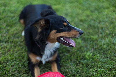 Close-up of dog on grass