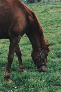 Horse grazing in field