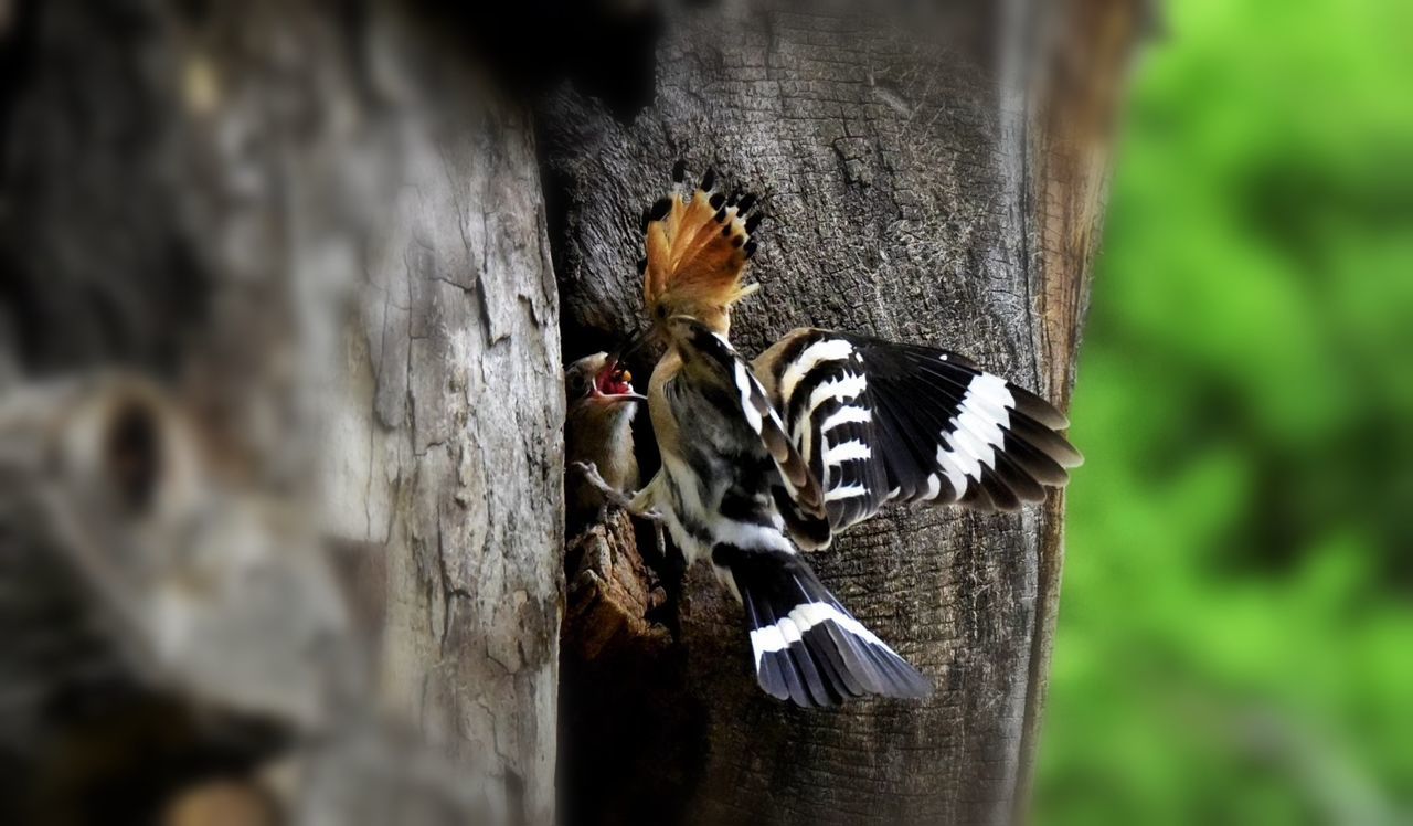 animal themes, animal, animals in the wild, animal wildlife, one animal, bird, vertebrate, no people, day, tree, close-up, trunk, focus on foreground, tree trunk, selective focus, nature, wood - material, outdoors, plant, beauty in nature, woodpecker