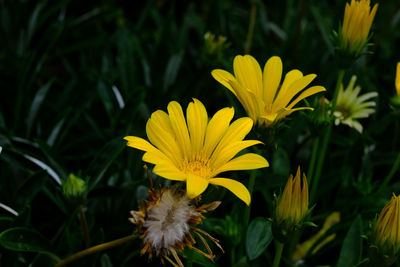 Close-up of yellow flowering plant on field