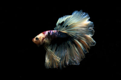 Close-up of fish underwater