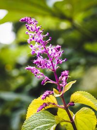 Close-up of pink flowering plant