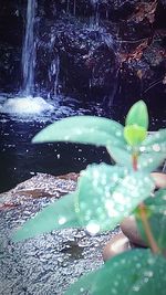 View of water splashing on tree