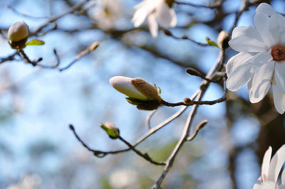 Low angle view of white star magnolia flower bud