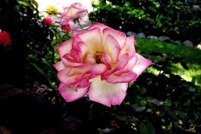 Close-up of pink flower
