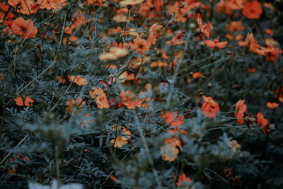 Close-up of orange leaves on field