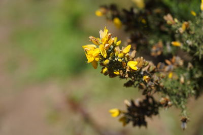 Close-up of yellow flowering plant