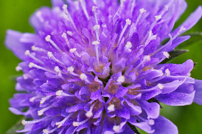 Close-up of purple flower