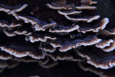 Close-up of turtle in aquarium