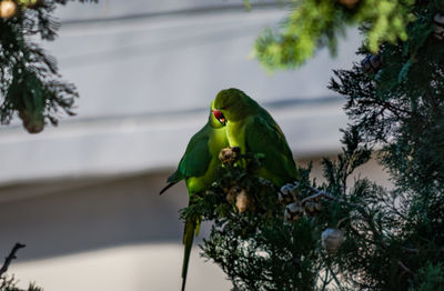 Close-up of bird perching on tree against sky