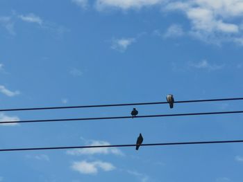 Low angle view of birds perching on cable