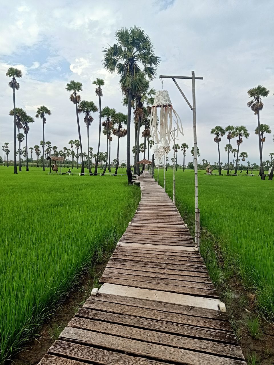 walkway, plant, sky, tropical climate, palm tree, cloud, grass, nature, tree, footpath, land, boardwalk, environment, the way forward, landscape, green, architecture, agriculture, field, beauty in nature, outdoors, no people, travel destinations, rural area, water, diminishing perspective, day, wood, built structure, tranquility, travel, rural scene, scenics - nature, environmental conservation, tropical tree, tourism, trip, coconut palm tree, vacation