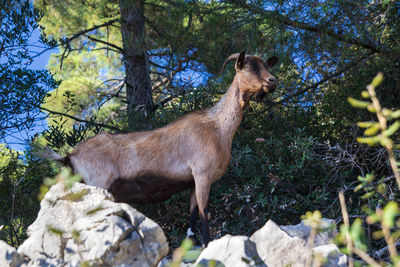 Horse standing on rock in forest