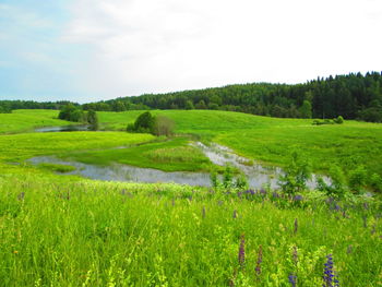 Scenic view of grassy field against sky