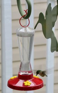 Hummingbird feeding