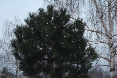 Low angle view of trees against sky