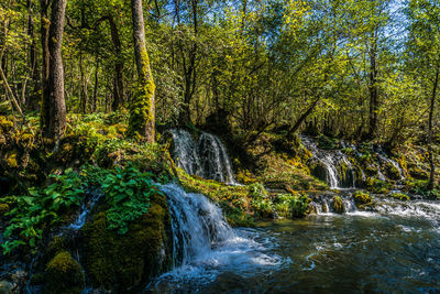 Scenic view of waterfall in forest