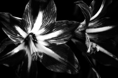 Close-up of flower over black background