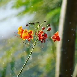 Close-up of wet red flowering plant