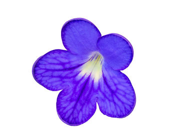 Close-up of purple flower against white background