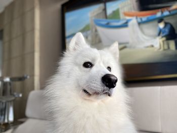 Close-up of a dog looking away