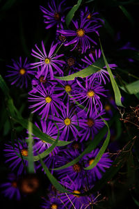 Close-up of purple flowering plants