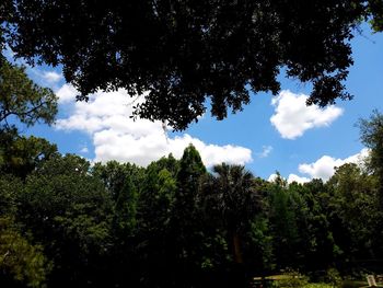 Low angle view of trees against sky