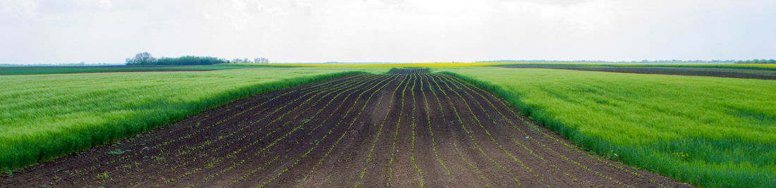 Scenic view of agricultural field against sky