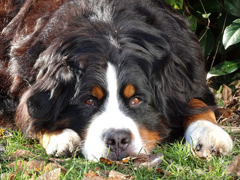 Close-up portrait of dog lying on grass