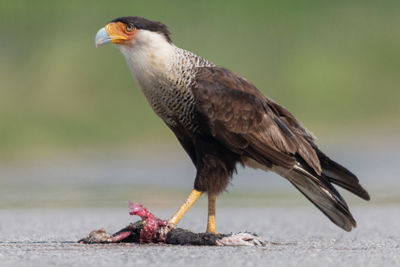 Crested caracara feeding on roadkill