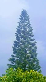 Low angle view of flowering tree against sky