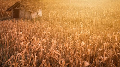 View of a cornfield in a village in the summer