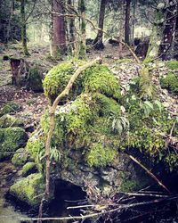 Plants and trees in forest