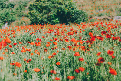 Close-up of red flowers on field