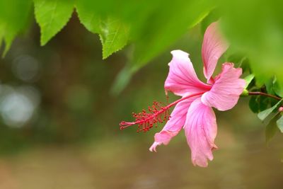 Close-up of pink hibiscus flower