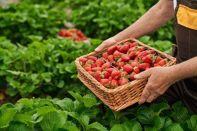 Midsection of person holding strawberries in basket