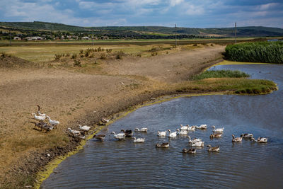 Swans swimming in lake against sky