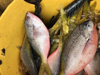 High angle view of fish for sale in market