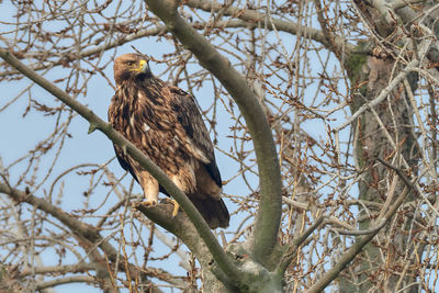 Low angle view of eagle perching on tree