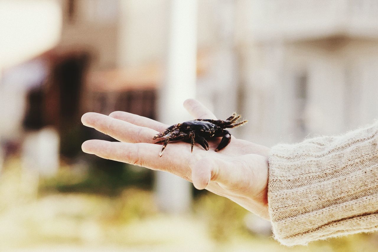 insect, one animal, animal themes, animals in the wild, wildlife, focus on foreground, close-up, selective focus, person, indoors, day, spider, nature, part of, holding, unrecognizable person, wall - building feature