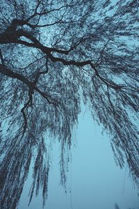 Low angle view of bare tree against clear sky