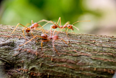 Close-up of ant on tree trunk