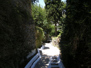 Road along trees