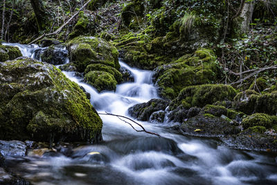 Scenic view of waterfall in forest