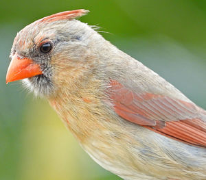 Close-up of a bird