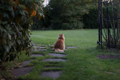 View of a cat sitting on grass