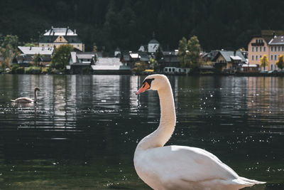 Swan swimming in lake