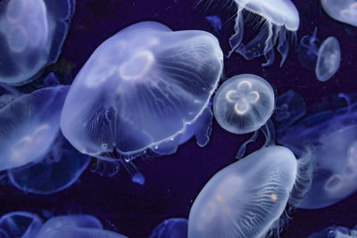 Close-up of jellyfish in sea